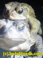 /home//u458753944/public_html/sourcegallery//////////Roxborough Toad Detour/2013-2019/2013/2013-04-09/P1120081.JPG